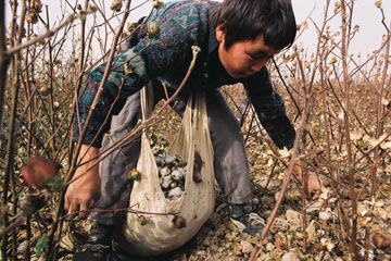 cotton boy